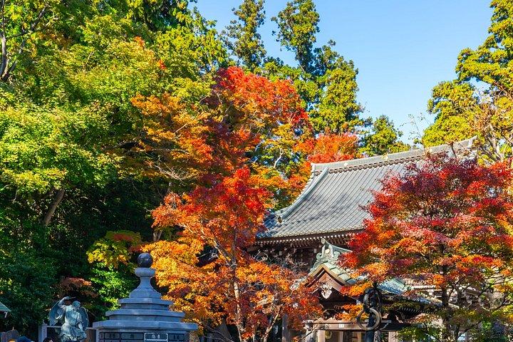東京から行く高尾山と国営昭和記念公園紅葉日帰りツアー