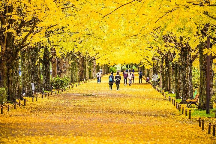 東京から行く高尾山と国営昭和記念公園紅葉日帰りツアー