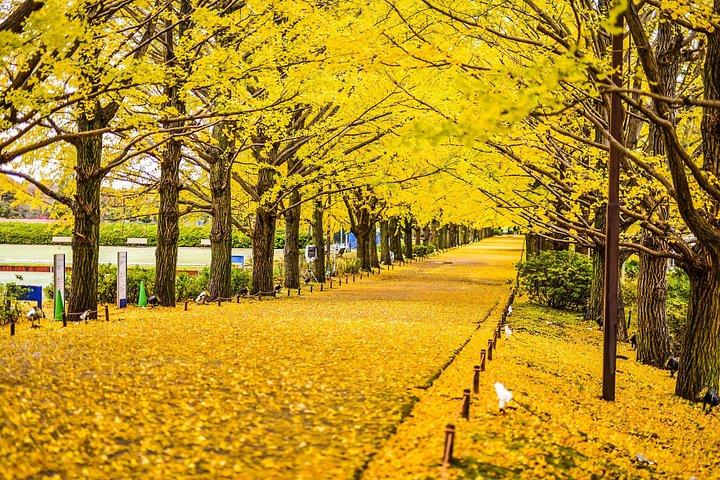 東京から行く高尾山と国営昭和記念公園紅葉日帰りツアー