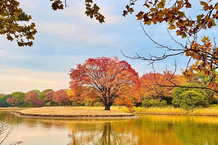 東京から行く高尾山と国営昭和記念公園紅葉日帰りツアー