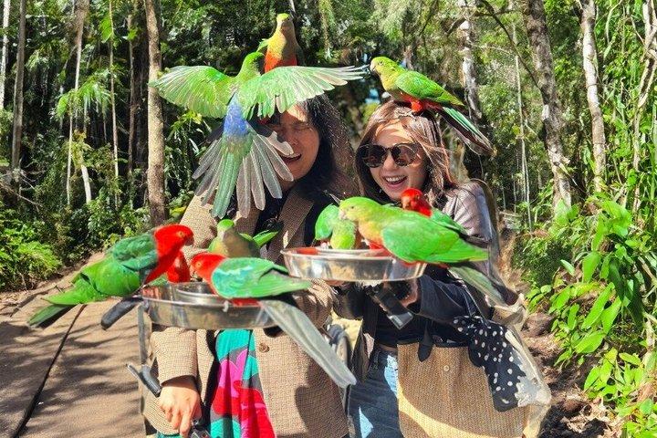 Parque Nacional de Lamington, O'Reilly's & Vineyard Tour