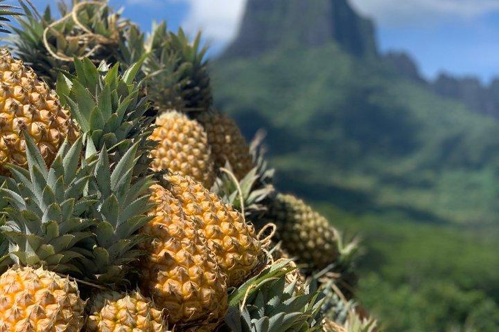 プライベートツアーMoorea 4WD : Magic Mountain Pineapple Road Belvedere