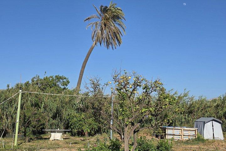 Naxos Herbal Garden Experience: Plant, Explore & Adopt Your Herb