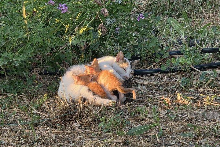 Naxos Herbal Garden Experience: Plant, Explore & Adopt Your Herb