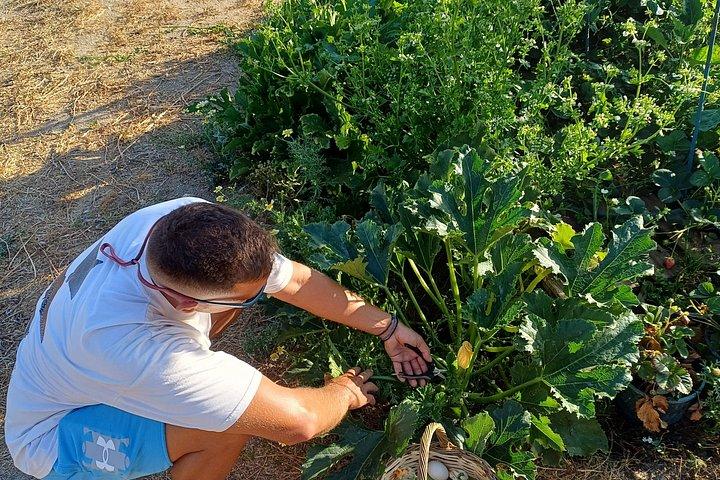 Naxos Herbal Garden Experience: Plant, Explore & Adopt Your Herb