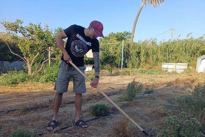 Naxos Herbal Garden Experience: Plant, Explore & Adopt Your Herb