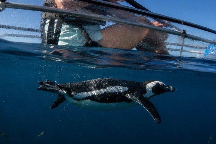 Atlantic Adventures Primeiro Clear Kayak Tours em Cidade do Cabo