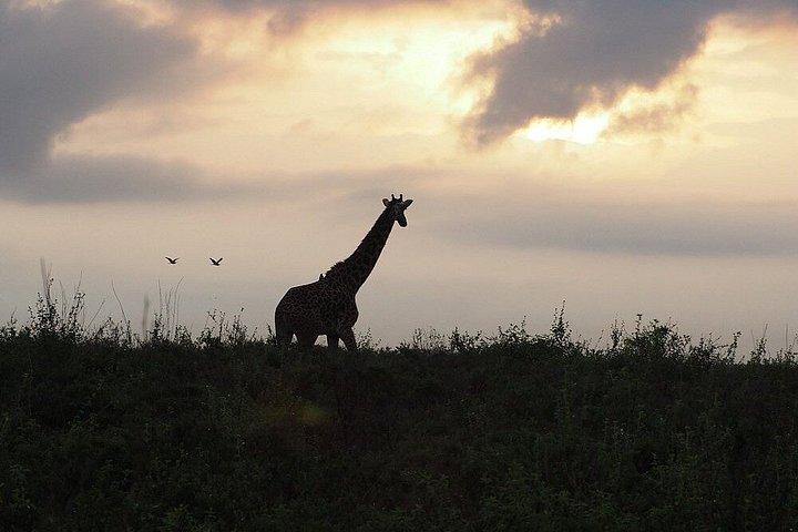 ナイロビ国立公園共有またはプライベートサファリ