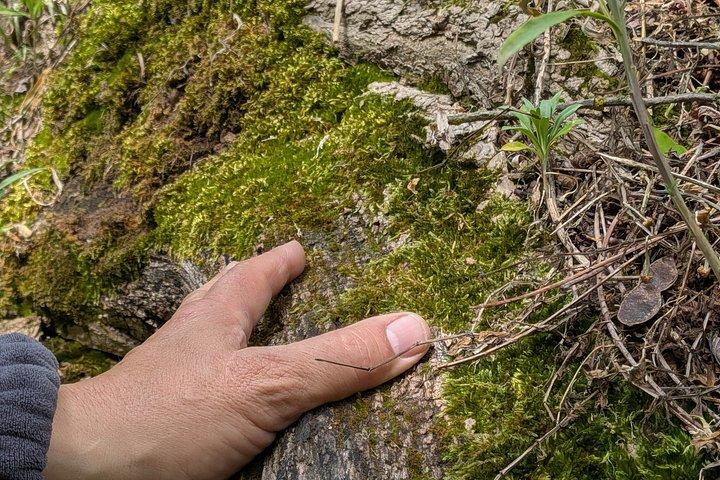Racines le Sentier du dernier Tableau