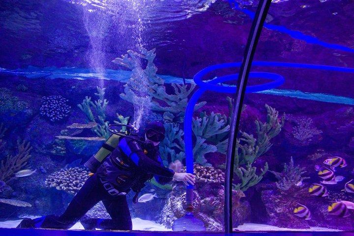 Dubai Aquarium and Underwater Zoo Admission Ticket with Options