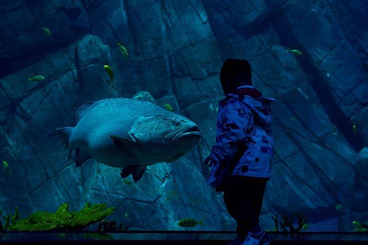 ドバイ水族館と水中動物園の入場券（オプション付き）