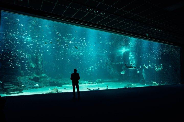 Dubai Aquarium and Underwater Zoo Admission Ticket with Options