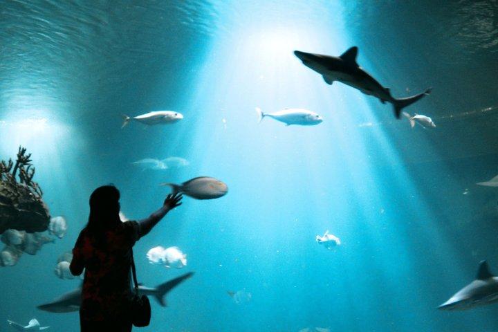 Dubai Aquarium and Underwater Zoo Admission Ticket with Options