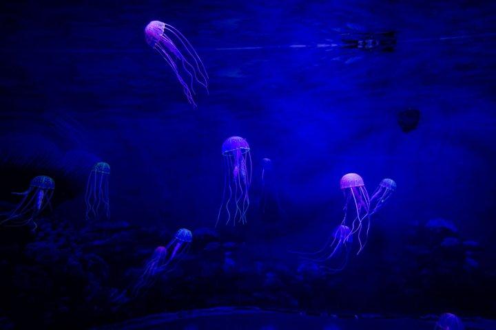 ドバイ水族館と水中動物園の入場券（オプション付き）
