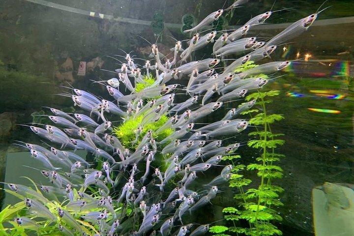 ドバイ水族館と水中動物園の入場券（オプション付き）