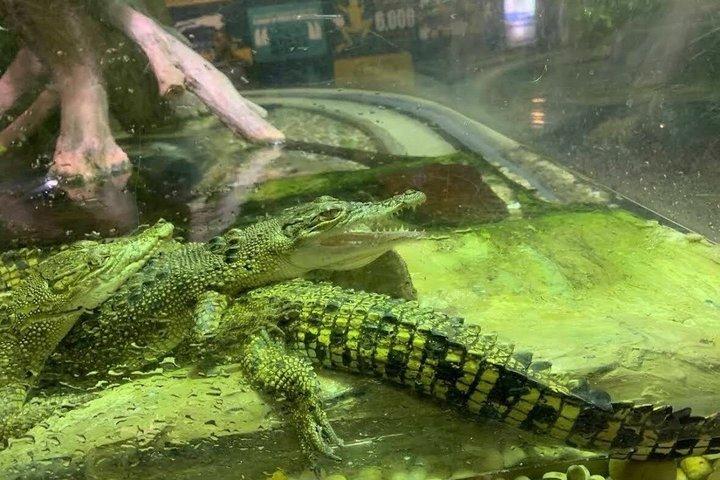 ドバイ水族館と水中動物園の入場券（オプション付き）