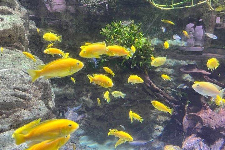 ドバイ水族館と水中動物園の入場券（オプション付き）