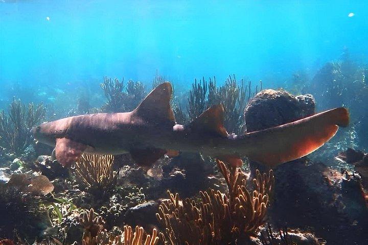Puerto Morelos Reef Snorkeling with Private Transportation