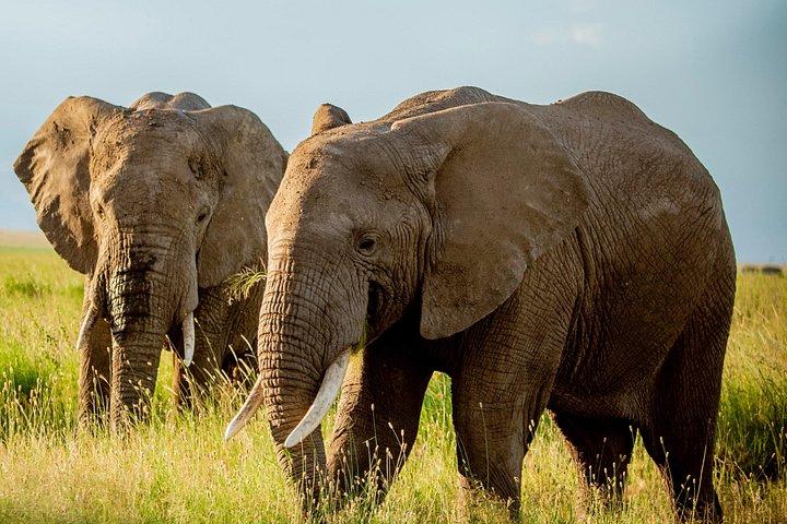 4 Days Tanzania Safari Tarangire Serengeti and Ngorongoro Crater