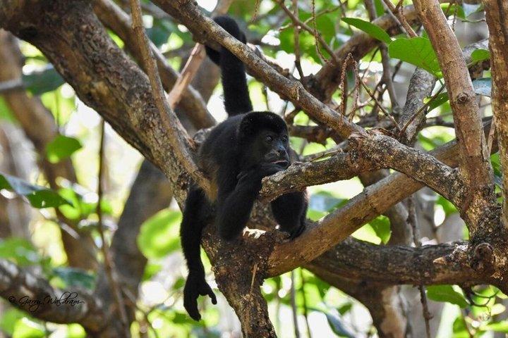 Tamarindo Mangrove-tur og observation af dyreliv
