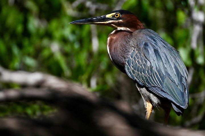 Tamarindo Mangrove-tur og observation af dyreliv
