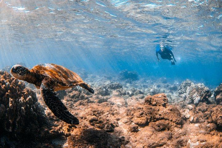 Snorkeling per non nuotatori con foto Tour guidato Wailea Beach