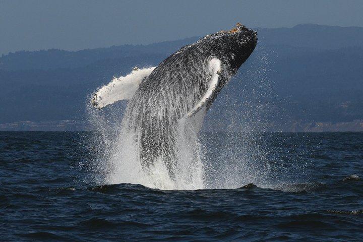 San Diego Whale/Delphin Watching Cruise a bordo di una nave di lusso
