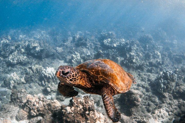 Turtle Town Onderwater Scooter snorkeltour met foto's + video