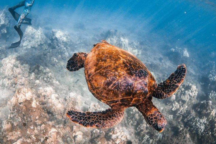 Schildkrötenstadt Schnorcheln mit kostenlosem Foto und Video - Anfänger
