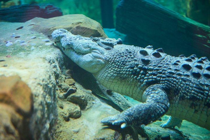 Eintrittskarte für das SEA LIFE Melbourne Aquarium