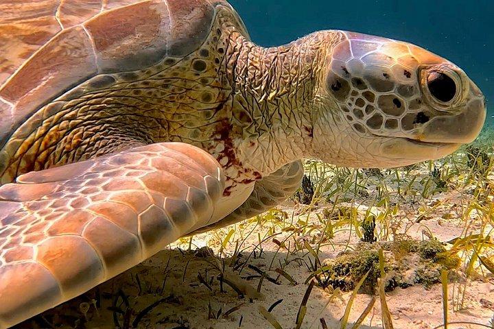 コスメル島のパランカール、トルトゥガス、シエロ、シエリトでのシュノーケリング