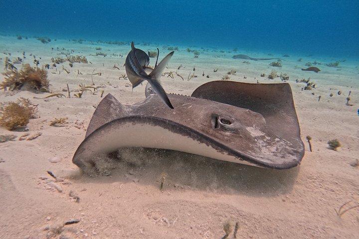 コスメル島のパランカール、トルトゥガス、シエロ、シエリトでのシュノーケリング