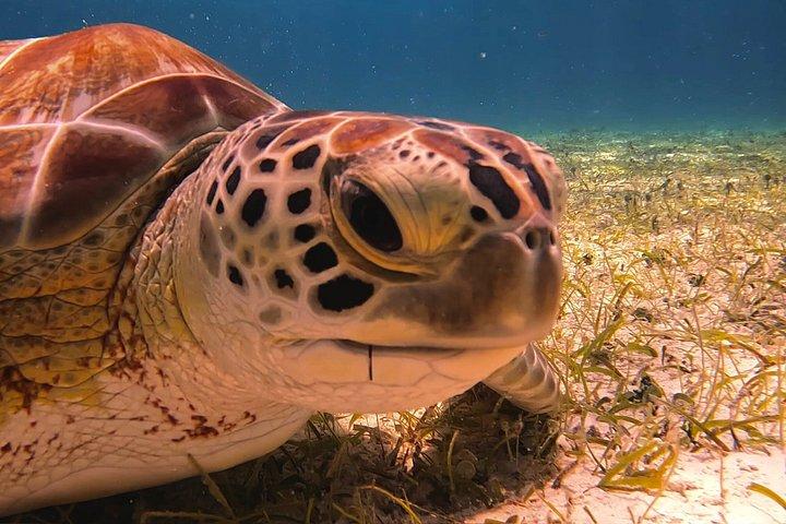 コスメル島のパランカール、トルトゥガス、シエロ、シエリトでのシュノーケリング