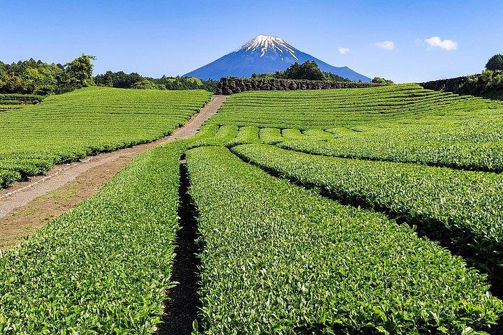 Green Tea Fields and Japan Longest Wooden Bridge from Shimizu