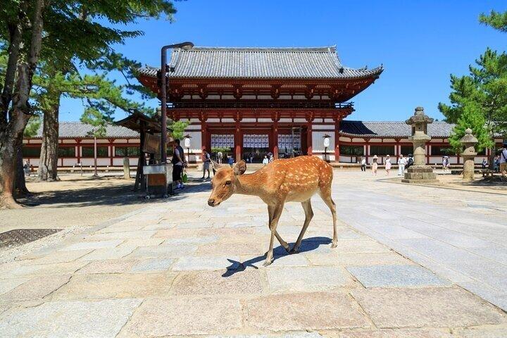 8 Hour Custom Kansai Tour With Private Luxury Van and Local Guide
