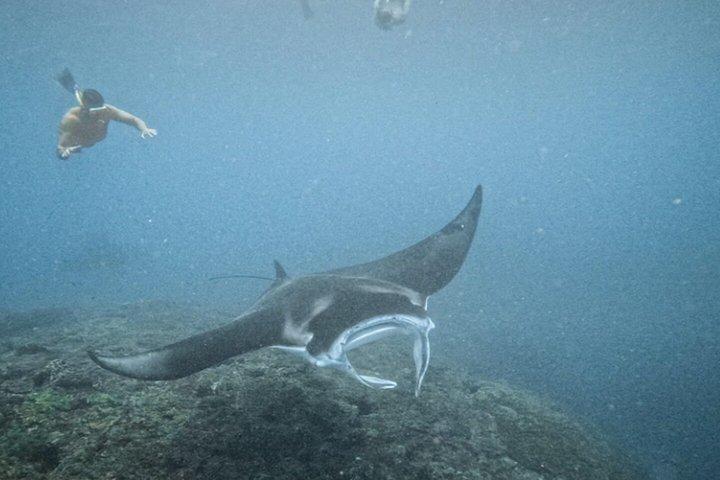 バリ島ヨットクルーズマンタレイシュノーケリングとペニダ島