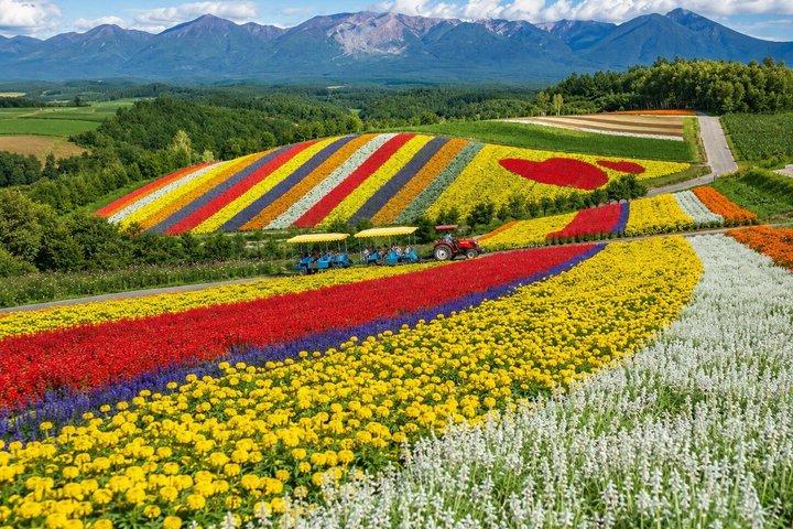 札幌発 富良野美瑛青い池と夕日ネイチャーツアー
