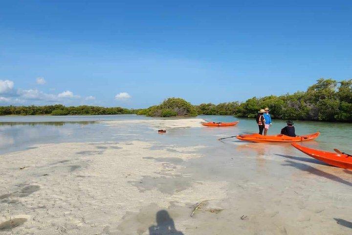 Kajakoplevelse gennem Holbox-mangroveskovene