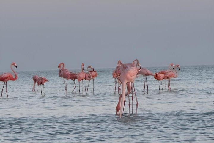 Kajakoplevelse gennem Holbox-mangroveskovene