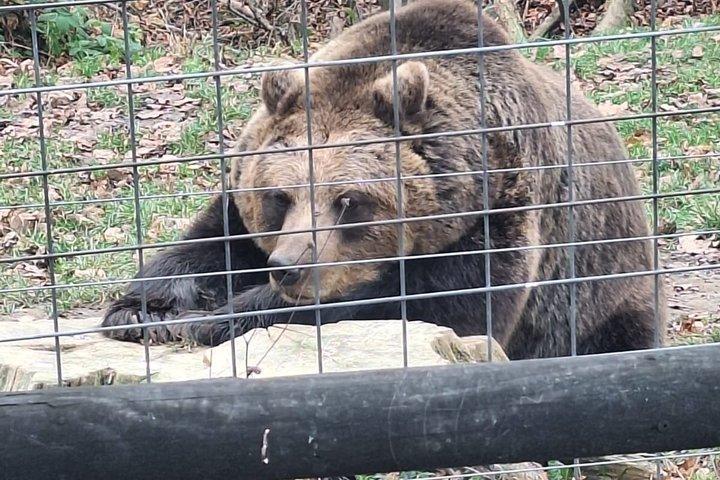 ブカレストからクマの聖地とブラソフ小グループツアー