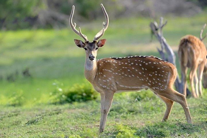 ヤーラ国立公園プライベートオールインクルーシブサファリ：1日または半日