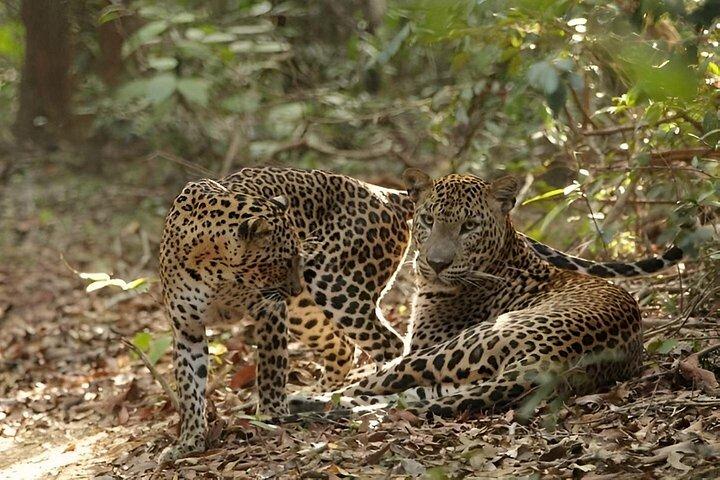 ヤーラ国立公園プライベートオールインクルーシブサファリ：1日または半日