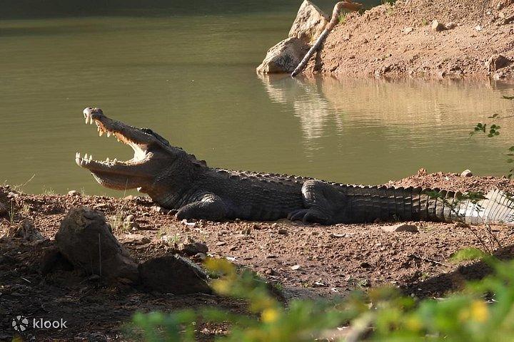 ヤーラ国立公園プライベートオールインクルーシブサファリ：1日または半日