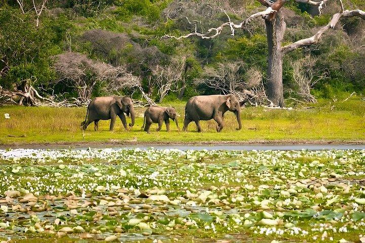 ヤーラ国立公園プライベートオールインクルーシブサファリ：1日または半日