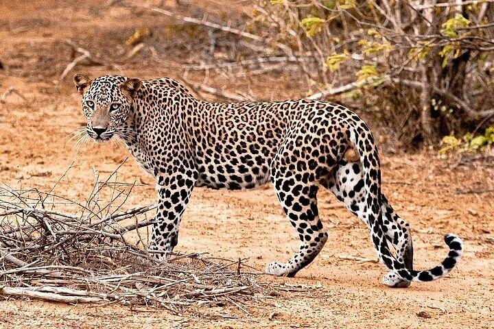 ヤーラ国立公園プライベートオールインクルーシブサファリ：1日または半日