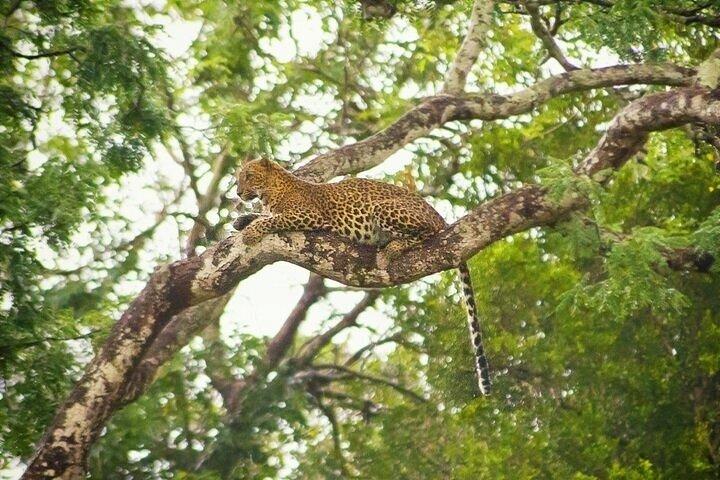 ヤーラ国立公園プライベートオールインクルーシブサファリ：1日または半日