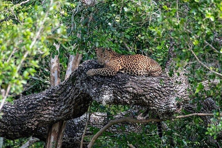 ヤーラ国立公園プライベートオールインクルーシブサファリ：1日または半日