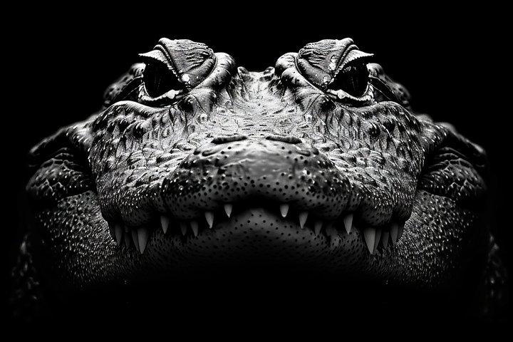 Everglades Adventure and Miami City Tour
