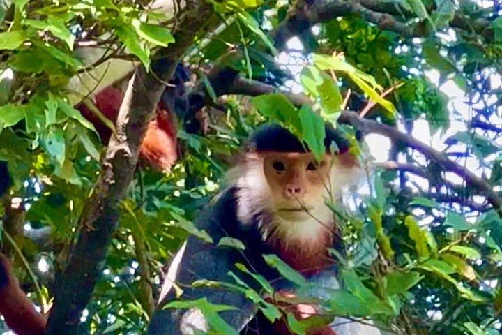 Son Tra : Ban Co peak; red-shanked douc langurs and Lady Budha（ソン・トラ：バン・コーのピーク；アカシャンド・ドゥック・ラングールズとレディ・ブダ）