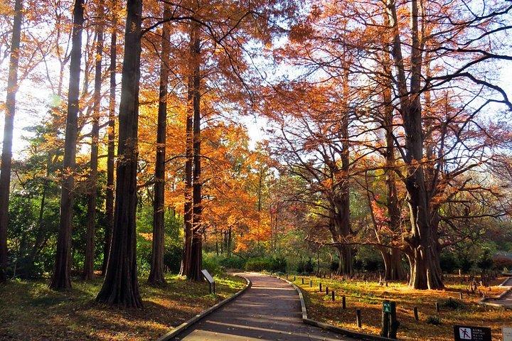新宿御苑の紅葉散策、東京へ